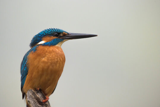 Colorful kingfisher bird perched on branch