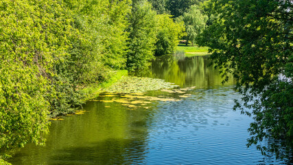 Summer landscape - a pond with trees along the banks and water lilies on the water