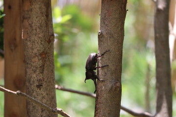 力強いカブトムシ