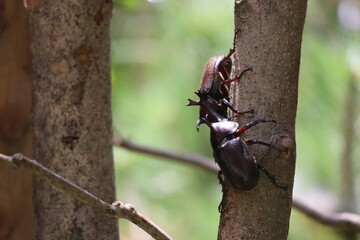 力強いカブトムシ