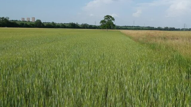 Luftaufnahme.  Mohn, Mohnfeld, Weizen, Getreide, Panorama, Aussicht, Feld.
