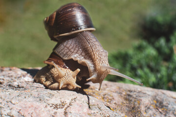 Two snails. One snail crawled onto the shell of another. You might think that this is transportation or assistance.