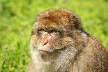 Portrait eines Affen