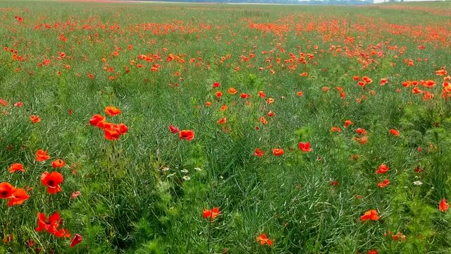 Luftaufnahme.  Mohn, Mohnfeld, Weizen, Getreide, Panorama, Aussicht, Feld.