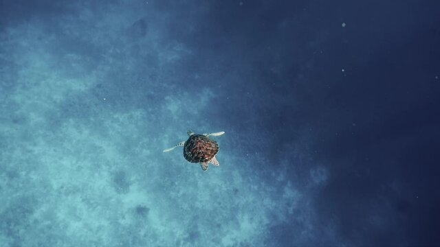Sea turtle slowly swimming in blue water through sunlight. Snorkeling on wildlife. Underwater serene swimming beautiful green turtle in sea alone with nature. Marine life tropical turtle in wild