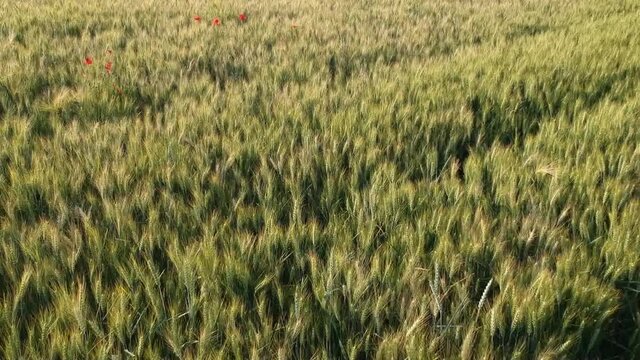 Luftaufnahme.  Mohn, Mohnfeld, Weizen, Getreide, Panorama, Aussicht, Feld.
