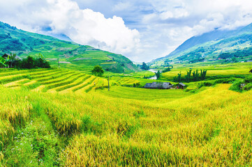 Fototapeta na wymiar Rice fields on terraced of Y Ty, Bat Xat, Lao Cai, Viet Nam. Rice fields prepare the harvest at Northwest Vietnam.Vietnam landscapes.