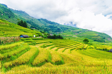 Rice fields on terraced of Y Ty, Bat Xat, Lao Cai, Viet Nam. Rice fields prepare the harvest at Northwest Vietnam.Vietnam landscapes.