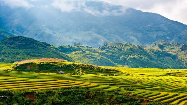 Rice fields on terraced of Y Ty, Bat Xat, Lao Cai, Viet Nam. Rice fields prepare the harvest at Northwest Vietnam.Vietnam landscapes.