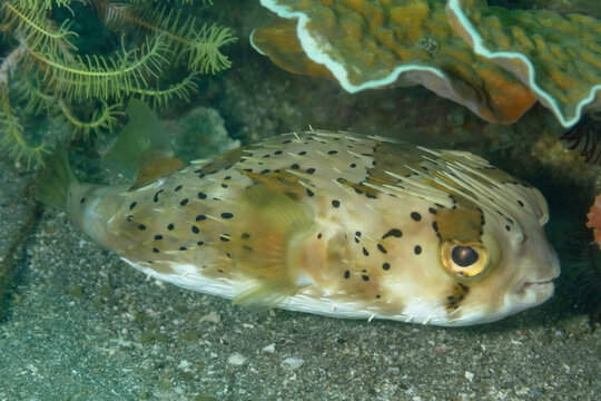 Diodon holocanthus fish on sea bottom