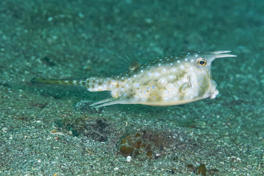 Marine Lactoria cornuta fish underwater