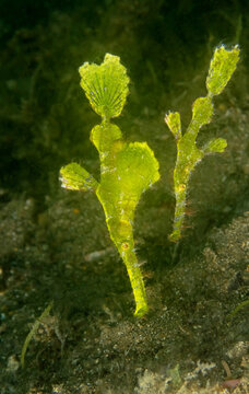Exotic Solenostomus halimeda fish swimming undersea