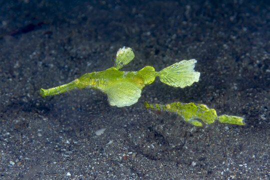 Exotic Solenostomus halimeda fish swimming undersea