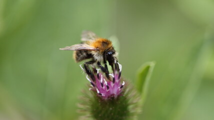 die fleissigen Honigsammler sind wieder unterwegs
