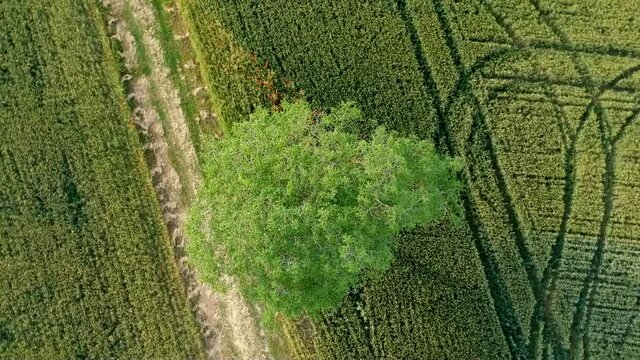 Luftaufnahme.  Mohn, Mohnfeld, Weizen, Getreide, Panorama, Aussicht, Feld.