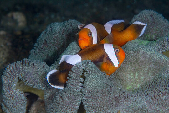 Amphiprion polymnus fishes in tropical sea water