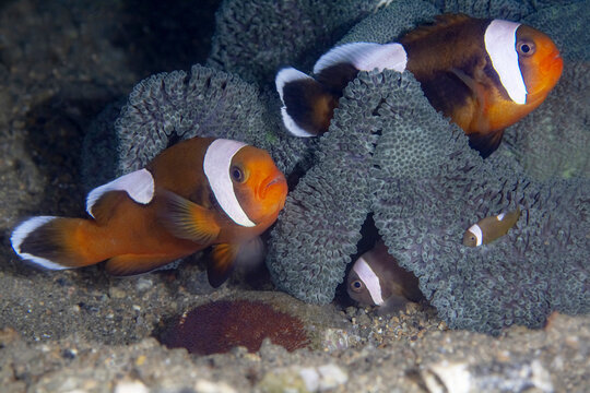 Amphiprion polymnus fishes in tropical sea water