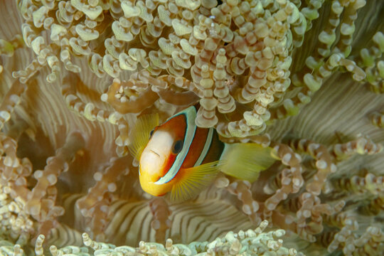 Amphiprion Akindynos fish among corals undersea