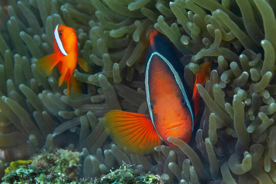 Amphiprion frenatus fish among corals undersea