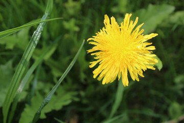 Bright sunny yellow dandelion in green juicy grass background