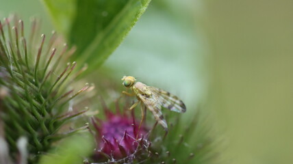 die fleissigen Honigsammler sind wieder unterwegs

