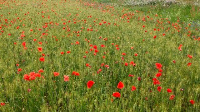 Luftaufnahme.  Mohn, Mohnfeld, Weizen, Getreide, Panorama, Aussicht, Feld.