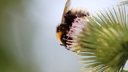 die fleissigen Honigsammler sind wieder unterwegs
