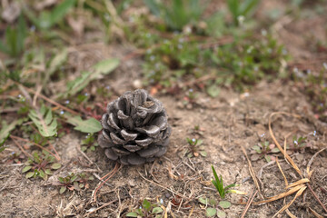 Fallen pine cones on the grass
