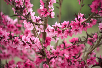 Blooming green plant Ulmus leaf plum in spring