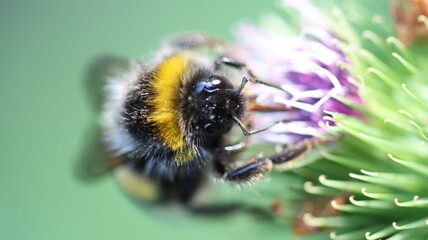 die fleissigen Honigsammler sind wieder unterwegs

