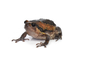 toad isolated on white background
