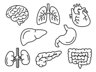 人間の臓器のイラストセット