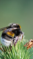die fleissigen Honigsammler sind wieder unterwegs
