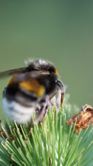 die fleissigen Honigsammler sind wieder unterwegs
