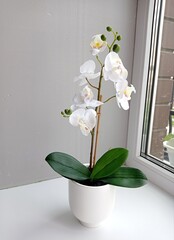 White orchid on the windowsill. A flower in a pot