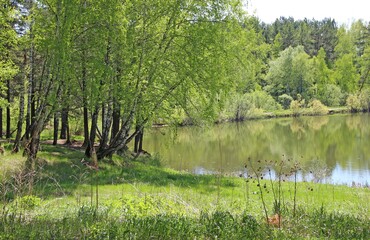 Beautiful spring landscape of the lakeshore among the trees.