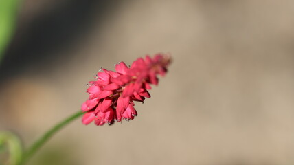 Wundersch&ouml;ne Bl&uuml;ten im Stadtgarten Neuss