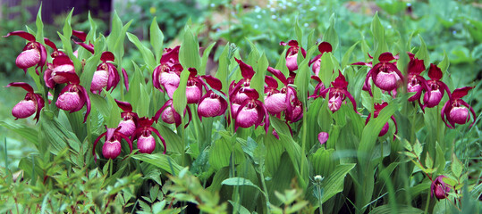 Lady's slipper flowers in a row among the green of leaves and grass. Springtime backyard.