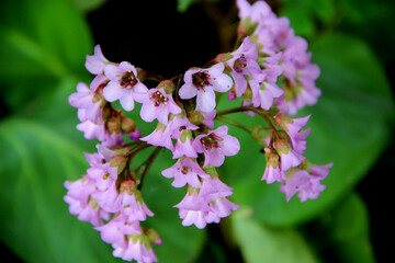 A cluster of small flowers with soft pink petals on a background of green leaves. Top view.