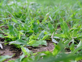 Green grass with water drops.  Closeup.