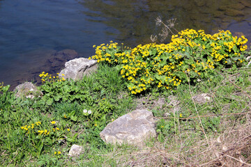 Group of the yellow flowers on the riverbank. Dark cold water and  green grass sprawling through the stones.
