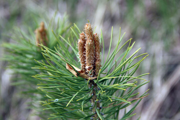 Spring. Young shoots on a branch of a pine tree. By the fall, there will be needles.