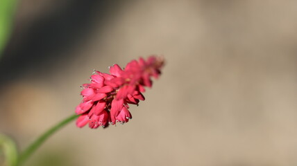 Wundersch&ouml;ne Bl&uuml;ten im Stadtgarten Neuss