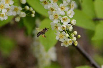 A branch of a wild apple tree at the time of flowering and honey collection.