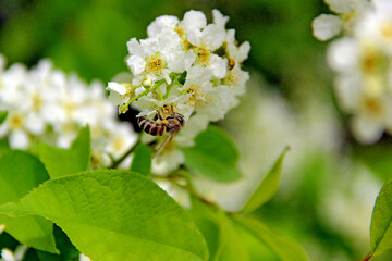 A branch of a wild apple tree at the time of flowering and honey collection.