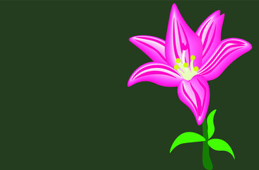 Pink lily flower.