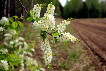 A branch of a wild apple tree at the time of flowering and honey collection.