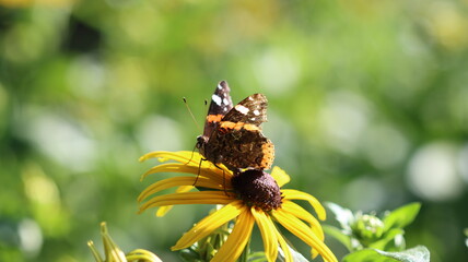 wundersch&ouml;ner Schmetterling ruht sich aus
