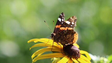 wunderschöner Schmetterling ruht sich aus