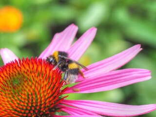 Sonnenhut mit Hummel